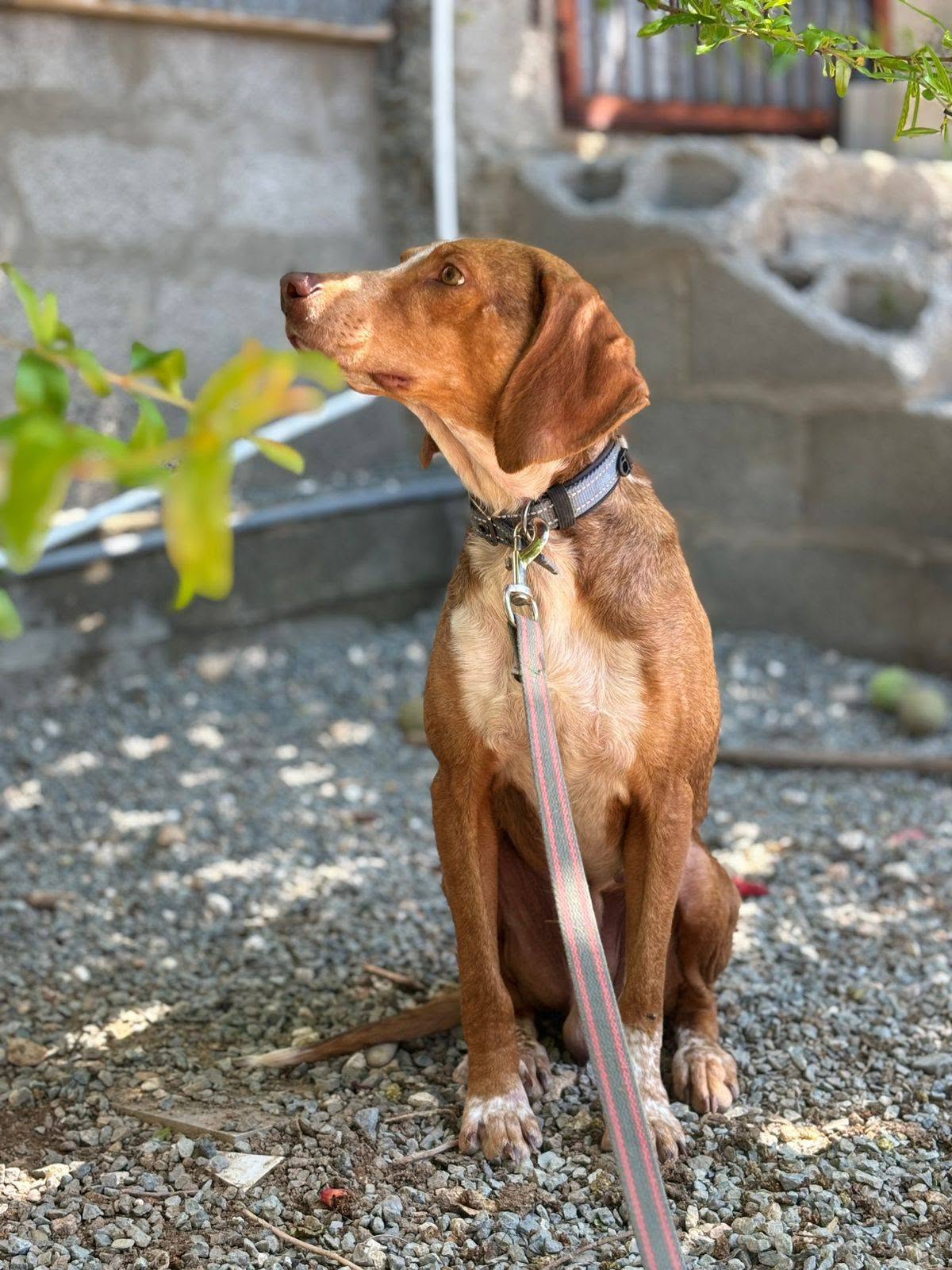Hond zoekt een liefdevol thuis